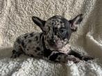 Lieve franse bulldog pups, Dieren en Toebehoren, Honden | Bulldogs, Pinschers en Molossers, 8 tot 15 weken, Meerdere, Meerdere dieren