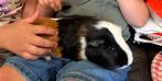 2 gratis cavia’s, Dieren en Toebehoren, Knaagdieren, Cavia, Vrouwelijk, Januari, Tam