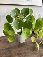 Pannenkoekplant (Pilea peperomioides) in pot, Huis en Inrichting, Kamerplanten, Ophalen, Overige soorten, Halfschaduw, In pot