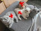 Britse korthaar kittens( NOG 1 BLUE POESJE), Dieren en Toebehoren, Katten en Kittens | Raskatten | Korthaar, Meerdere dieren, Ontwormd