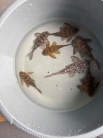 Diverse L136 hypancistrus, Dieren en Toebehoren, Vis, Zoetwatervis