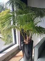 Grote kamerplant met pot, Huis en Inrichting, Kamerplanten, Ophalen, Halfschaduw, Minder dan 100 cm