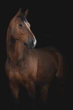 Kleinschalige (prive) stalling gezocht, Dieren en Toebehoren, Stalling en Weidegang, Stalling, 1 paard of pony