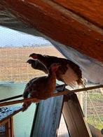 Rode ardenner kalkoenen te koop, Dieren en Toebehoren, Pluimvee, Meerdere dieren, Kalkoen