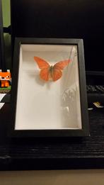 Opgezette Vlinder in Lijst, Verzamelen, Dierenverzamelingen, Ophalen of Verzenden, Zo goed als nieuw, Insect, Opgezet dier