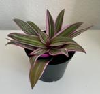 Tradescantia Tradescantia roze lila Spathacea kamerplant, Huis en Inrichting, Kamerplanten, Ophalen, Overige soorten, Halfschaduw