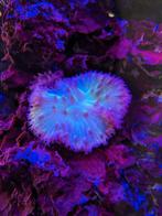 Sinularia Dura Groen / Kroepoek leder groen, Dieren en Toebehoren, Vissen | Aquariumvissen, Overige typen