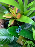 Dendrobates / gifkikkers, Dieren en Toebehoren, Amfibie, 0 tot 2 jaar