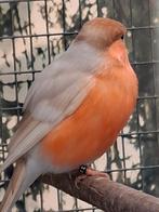 Goudvinken bruin pastel 2025, Dieren en Toebehoren, Meerdere dieren