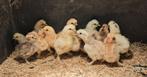 Zijdehoen kriel kuikens te koop, Dieren en Toebehoren, Pluimvee, Geslacht onbekend, Kip