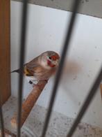 Putter x kanarie, Mannelijk, Wildzangvogel, Geringd