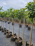 Magnolia 'susan' op stam te koop!, Tuin en Terras, Halfschaduw, Lente, 100 tot 250 cm, Ophalen