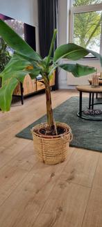 Bananenplant, Huis en Inrichting, Kamerplanten, Overige soorten, Minder dan 100 cm, Halfschaduw, Ophalen