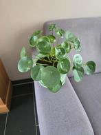 Pannenkoekenplant (Pilea peperomioides), Ophalen, Overige soorten, Halfschaduw, In pot