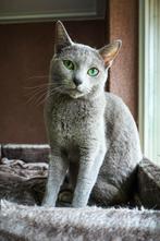 Blauwe Rus dekkater met stamboom (NIET TE KOOP!!)