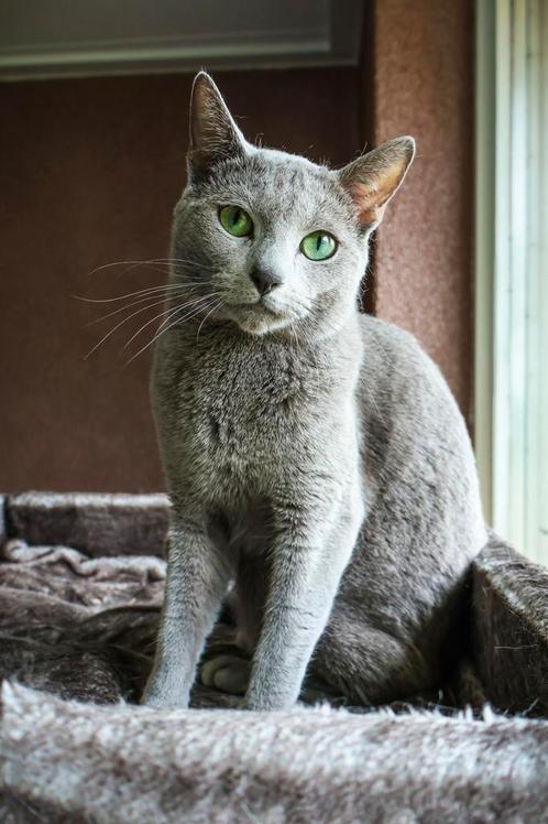 Blauwe Rus dekkater met stamboom (NIET TE KOOP!!), Dieren en Toebehoren, Katten en Kittens | Dekkaters