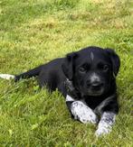 Friese stabij x Appenzeller sennenhond, Dieren en Toebehoren, Rabiës (hondsdolheid), 8 tot 15 weken, Teef, Meerdere