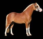 Bloedmooie goed betuigde A pony!!, Met stamboom, Ruin, Zadelmak, A pony (tot 1.17m)