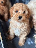 Mini labradoodle/ mini doodle pups REUTJES te koop!, Dieren en Toebehoren, Parvo, 8 tot 15 weken, Meerdere, Nederland