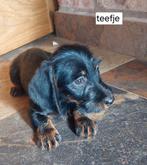 Ruwharige teckel puppy’s, 8 tot 15 weken, Meerdere, Nederland, Particulier