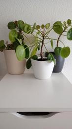 3 pannekoek planten (potten niet inbegrepen). Samen €7.50, Huis en Inrichting, Kamerplanten, Ophalen, Halfschaduw, Minder dan 100 cm
