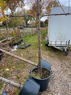 Lei linden 3 stuks in pot €300,00samen, Leiboom, Ophalen of Verzenden, 100 tot 250 cm, Zomer