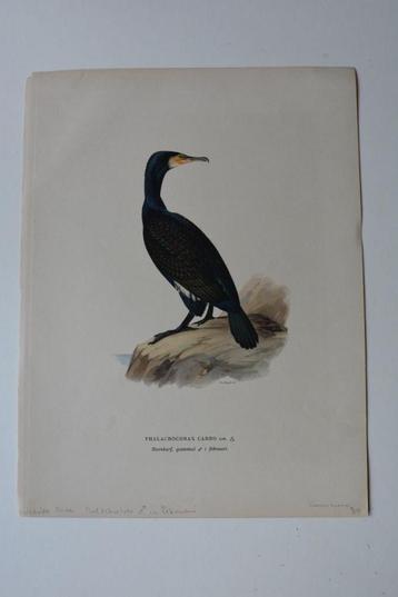 AALSCHOLVER PHALACROCORAX CARBO ORIGINELE LITHO 1929 VE3 beschikbaar voor biedingen