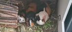 2 lieve zeugen uit de opvang, Dieren en Toebehoren, Knaagdieren, Vrouwelijk, Cavia, Na 1 juli 2024