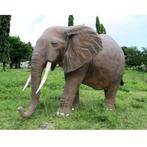 African Elephant – Afrikaanse Olifant beeld Lengte 374 cm, Nieuw, Ophalen