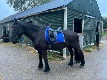 Ps of sweden lilac full dressuur beschikbaar voor biedingen