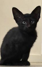 Peterbald poesje op zoek naar personeel, Dieren en Toebehoren, Katten en Kittens | Raskatten | Korthaar, Poes, Gechipt, 0 tot 2 jaar