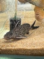 synodontis meervallen, Vis