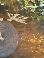 Gratis. Hele jonge goudwindes., Tuin en Terras, Vijvers, Ophalen
