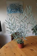 Te Koop: Curio Mount Everest AQUARINE, Ophalen, Vetplant, Halfschaduw, In pot