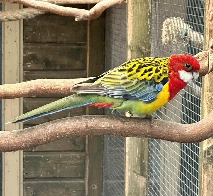 Verschillende soorten kromsnavels, kanaries en tropen, Dieren en Toebehoren, Vogels | Parkieten en Papegaaien, Parkiet, Meerdere dieren
