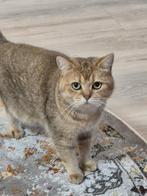 Brits/Britse korthaar meisje met stamboom, Dieren en Toebehoren, Katten en Kittens | Raskatten | Korthaar, Poes, Gechipt