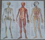 Vintage anatomische plaat, Ophalen of Verzenden, Natuur en Biologie