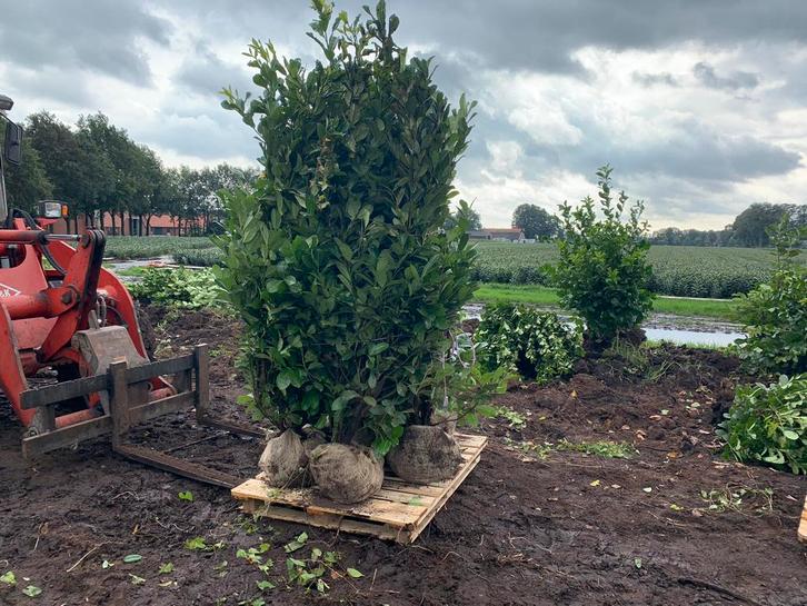 Glansmispel olijfwilg portugese laurier prunus photinia, Tuin en Terras, Planten | Struiken en Hagen, Overige soorten, 100 tot 250 cm