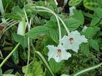 Te koop: zaden 1-, 2-jarigen en vaste planten, Ophalen, Volle zon, Zaad
