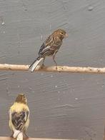 Zang kanaries, Dieren en Toebehoren, Vogels | Kanaries, Meerdere dieren, Zangkanarie