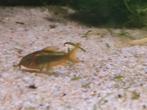 Corydoras gold strip laser, Zoetwatervis, Schoolvis