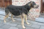 Taxidermie opgezette hond rottweiler, Verzenden, Zo goed als nieuw, Hond of Kat, Opgezet dier