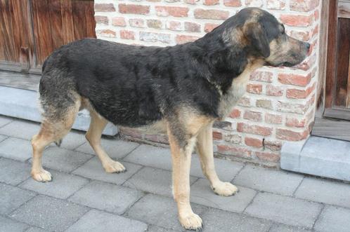 Taxidermie opgezette hond rottweiler, Verzamelen, Dierenverzamelingen, Zo goed als nieuw, Opgezet dier, Hond of Kat, Verzenden
