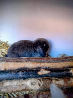 Dwerghangoor konijn kruising Minilops met dwerghangoor, Meerdere dieren, Dwerg, Hangoor, 0 tot 2 jaar