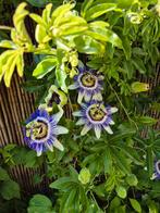 Passiebloem blauw zaden €1., Ophalen of Verzenden, Volle zon