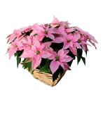 Plantenmandje gevuld met kerststerren naar keuze!, Tuin en Terras, Rond, Nieuw, Ophalen of Verzenden, Binnen