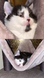 half Kort-british korthaar half europeen, Dieren en Toebehoren, Katten en Kittens | Raskatten | Korthaar, Poes