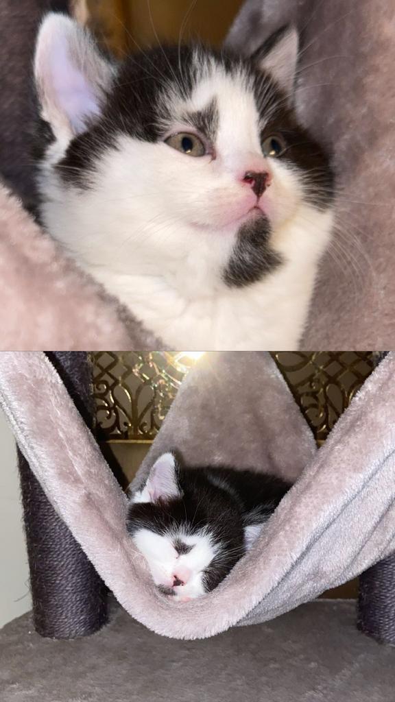 half Kort-british korthaar half europeen, Dieren en Toebehoren, Katten en Kittens | Raskatten | Korthaar, Poes