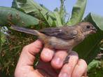 Paapje (sporophila leucoptera)  (twatwa picolet), Dieren en Toebehoren, Vogels | Overige Vogels, Mannelijk, Tropenvogel