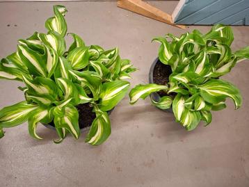 Hosta bont beschikbaar voor biedingen